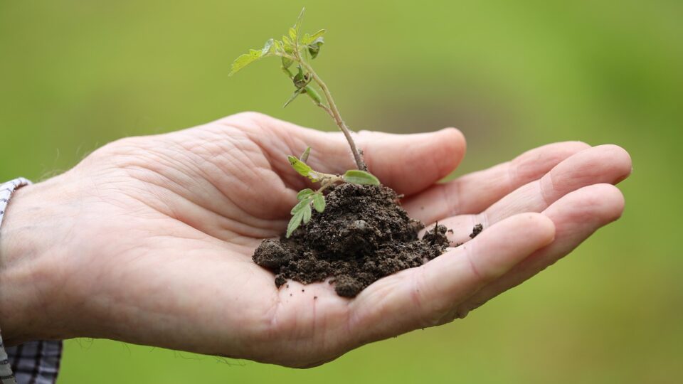 King’s College Hospital Launches Critical Care Garden Amid AI Innovations