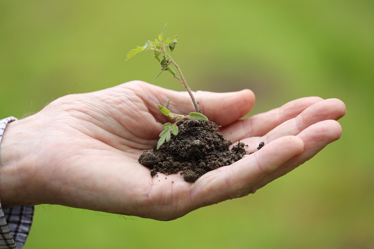 King’s College Hospital Launches Critical Care Garden Amid AI Innovations